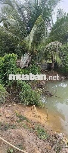 Chủ cần bán  nhà vườn cây ăn trái có ao nuôi cá giá rẻ