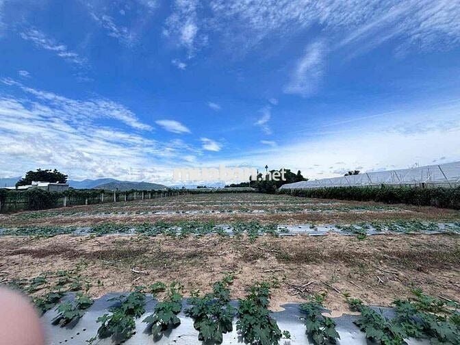 đất thổ vườn khu dân cư siêu rẻ