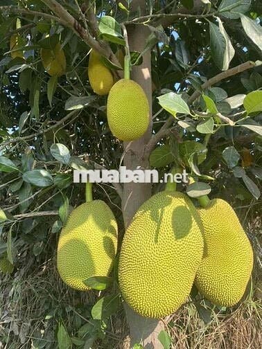 đất thổ vườn khu dân cư siêu rẻ
