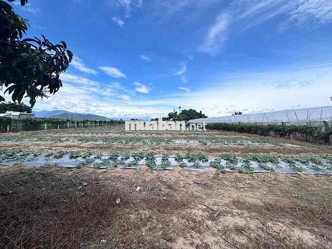 đất thổ vườn khu dân cư siêu rẻ