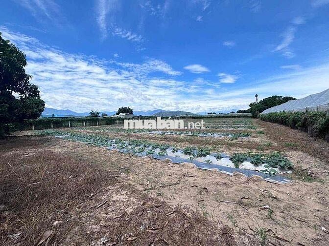 đất thổ vườn khu dân cư siêu rẻ