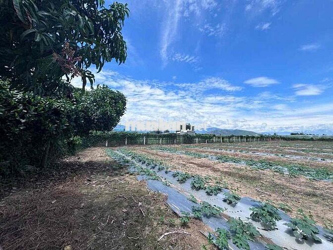 đất thổ vườn khu dân cư siêu rẻ