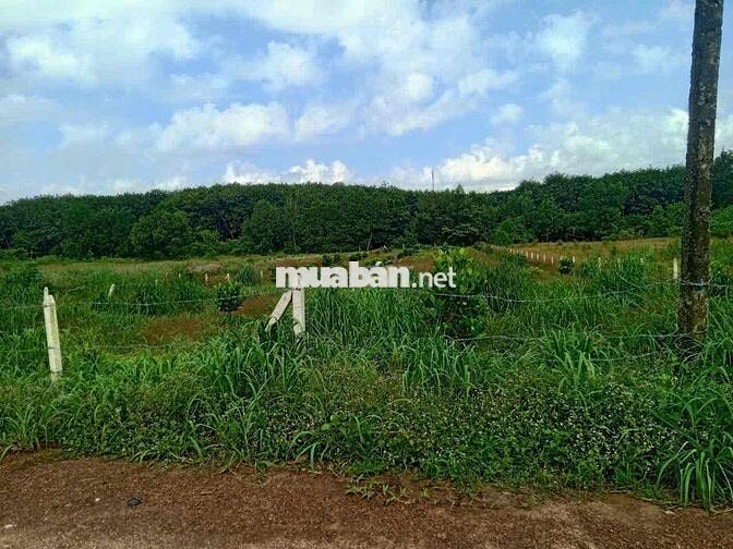 Đất vườn 1126m2 ở phú giáo bình dương ngay DH 507 chỉ 300m