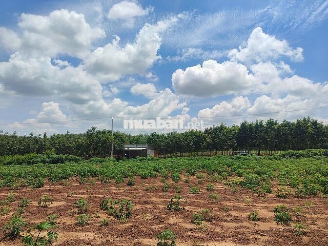 Bán đất sào có thổ cư, 1 sẹc đường DH507 - 4575m2 SHR, Bình Dương.
