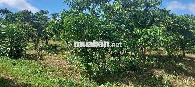 Đất thôn 2 Tân Lạc sẵn thổ cư giá cực ngộp