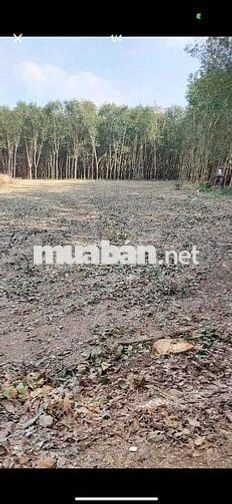 Bán đất tại Tân Thành, Đồng Xoài, Bình Phước, 11,4 tỷ, 6347 m2