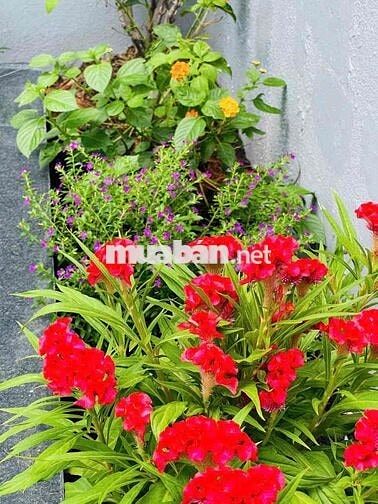 Sân Đậu Ôtô - 3PN toilet riêng - Full NT - Liên Chiểu