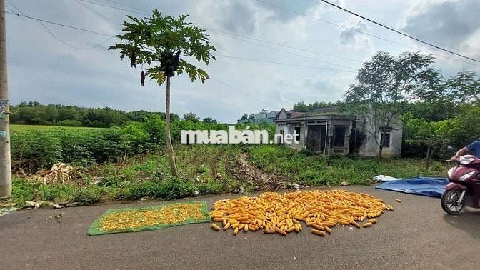 Bán lô đất đg nhựa 8m hắc dịch, phú mỹ khu dân cư dt:10.2x69 giá 2.3ty