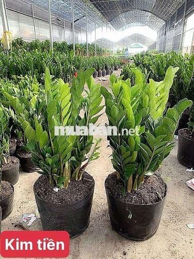 Cho thuê nhà 132 ngõ Hoàng An A, Lê Duẩn Đống Đa - Hà Nội