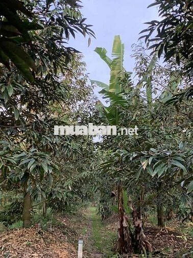 BÁN 6706M2 ĐẤT TRỒNG SẦU RIÊNG THÁI ĐÃ CHO TRÁI TẠI LONG HỒ-VĨNH LONG