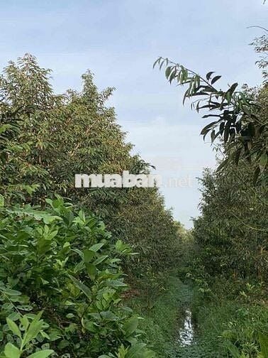 BÁN 6706M2 ĐẤT TRỒNG SẦU RIÊNG THÁI ĐÃ CHO TRÁI TẠI LONG HỒ-VĨNH LONG