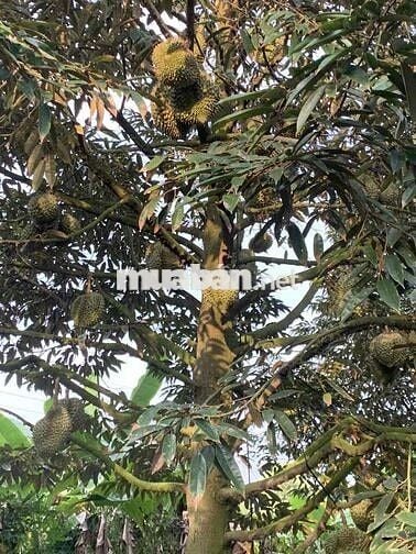 BÁN 6706M2 ĐẤT TRỒNG SẦU RIÊNG THÁI ĐÃ CHO TRÁI TẠI LONG HỒ-VĨNH LONG
