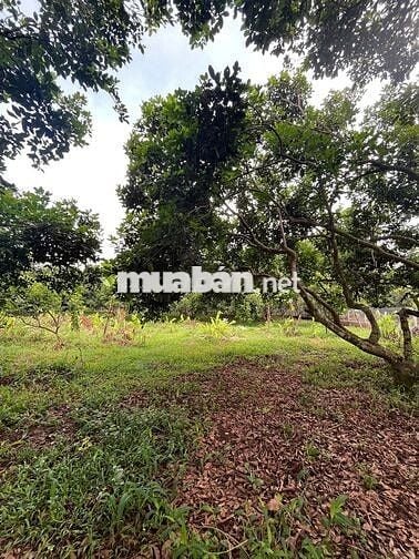 Cần bán nhanh lô đất vườn 1000m² tại Thống Nhất, Đồng Nai.