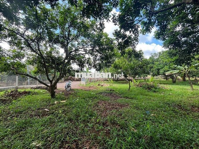 Cần bán nhanh lô đất vườn 1000m² tại Thống Nhất, Đồng Nai.