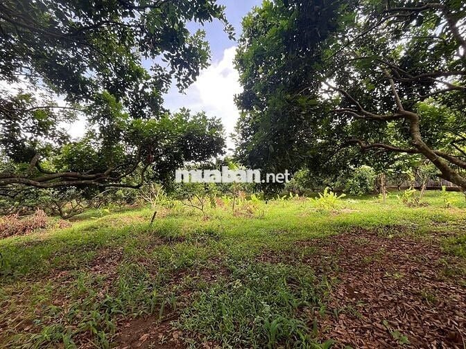 Cần bán nhanh lô đất vườn 1000m² tại Thống Nhất, Đồng Nai.