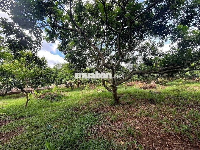 Cần bán nhanh lô đất vườn 1000m² tại Thống Nhất, Đồng Nai.