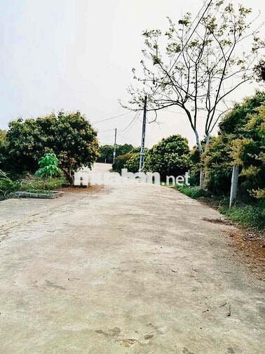 1080m2 chính chủ, Vườn trồng cây, ô tô tránh, sẵn hơn 20 gốc vải cổ