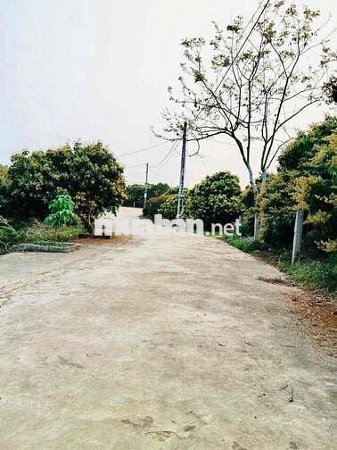 1080m2 chính chủ, Vườn trồng cây, ô tô tránh, sẵn hơn 20 gốc vải cổ