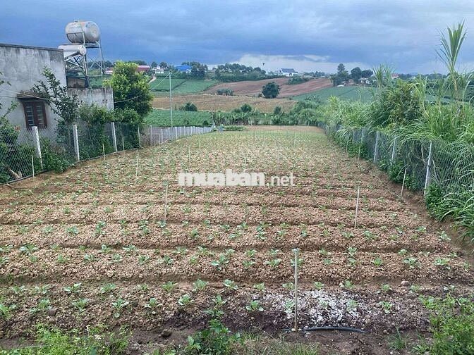 🌄 CHÍNH CHỦ BÁN – MẢNH ĐẤT HIẾM CÓ KHÓ TÌM TẠI LÂM ĐỒNG