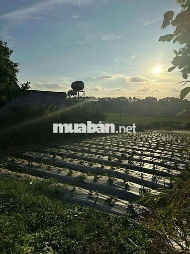 🌄 CHÍNH CHỦ BÁN – MẢNH ĐẤT HIẾM CÓ KHÓ TÌM TẠI LÂM ĐỒNG
