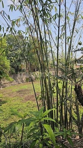 Bán nhà vườn Nguyễn Thị Chiên, Tân An Hội, Củ Chi: 13.381m2, giá 30 tỷ