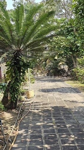 Bán nhà vườn Nguyễn Thị Chiên, Tân An Hội, Củ Chi: 13.381m2, giá 30 tỷ
