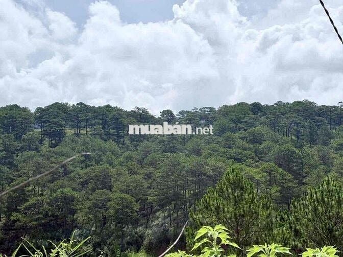🏡 VILLA HẺM 2 Ô TÔ LỚN HOÀNG HOA THÁM - VIEW THUNG LŨNG NGAY TRUNG TÂM