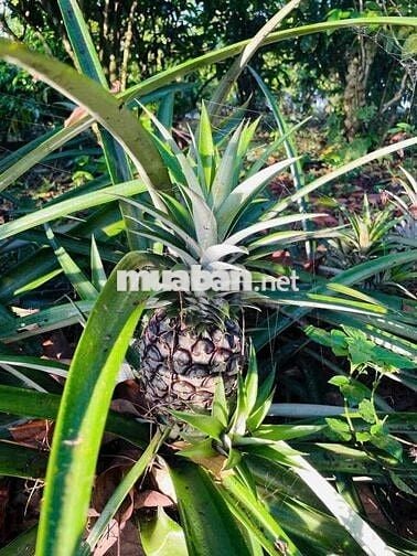 Chú Tư cao tuổi cần bán gấp lô đất P11 Đà Lạt, chia thừa kế cho vợ con
