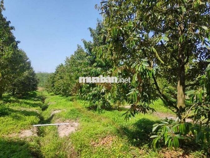 Đất Trồng Cây CN Lâu Năm và Ở Nông Thôn