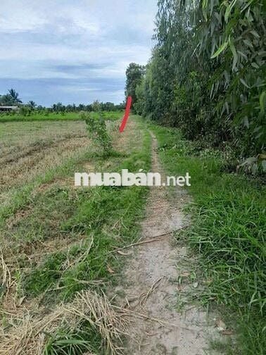 ĐẤT THỔ NẰM CẠNH VINHMES HẬU NGHĨA 197HA