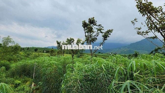 Cắt lỗ lô đất bám Hồ, tay chạm nước chân núi Ba Vì