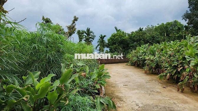 Cắt lỗ lô đất bám Hồ, tay chạm nước chân núi Ba Vì