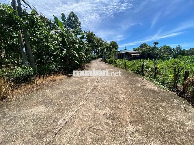 BÁN 3000M2 CÓ SẴN 100M2 THỔ CƯ,30M MẶT TIỀN BÊ TONG,DÂN CƯ Ở ĐÔNG ĐÚC.
