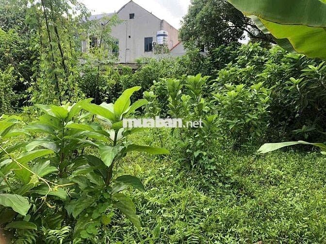 MẶT TIỀN RỘNG –GIÁ rễ vào việc – FULL THỔ CƯ ,