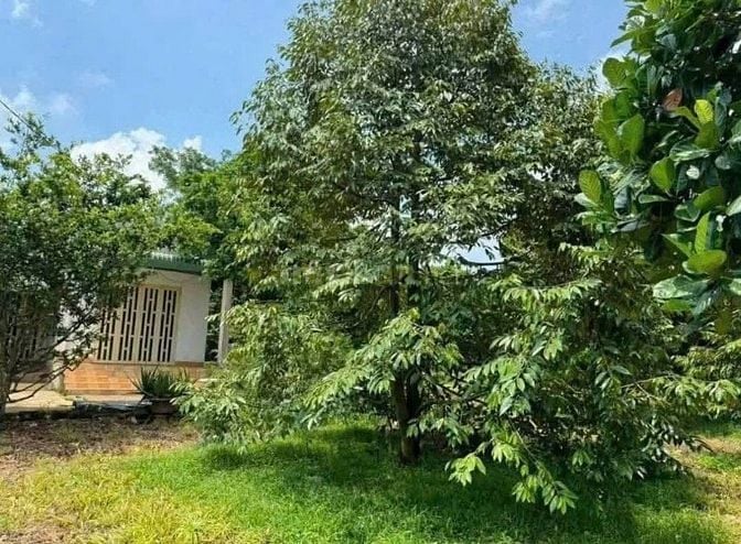 Bán đất thổ vườn có nhà cấp4 rộng 2600m2 giá rẻ 630tr ngay UBTân Hiệp