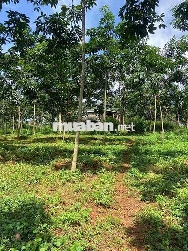 Bán gấp đất tại Xã Tiến Hưng, Đồng Xoài, Bình Phước, 15ty4, 1ha1