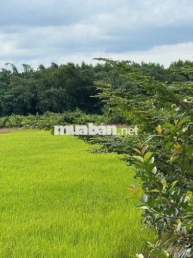 Bán đất An Tây Bến Cát 1600m2 1,199 tỷ