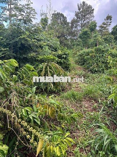 TRỤC CHÍNH - Thôn 6 - Cư Êbur thông qua Y Moal __ DT: 10m x 60m