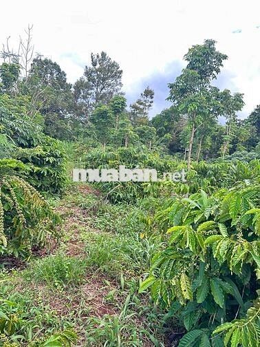 TRỤC CHÍNH - Thôn 6 - Cư Êbur thông qua Y Moal __ DT: 10m x 60m