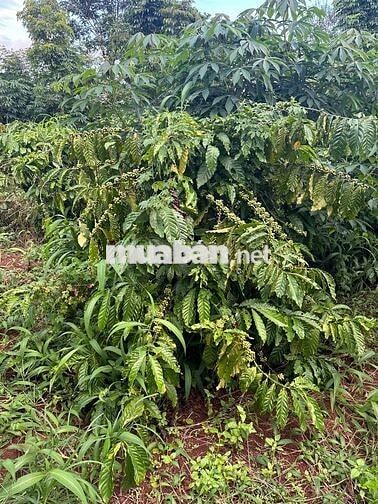TRỤC CHÍNH - Thôn 6 - Cư Êbur thông qua Y Moal __ DT: 10m x 60m
