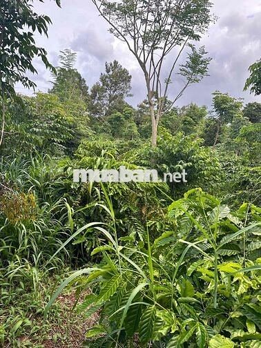 TRỤC CHÍNH - Thôn 6 - Cư Êbur thông qua Y Moal __ DT: 10m x 60m