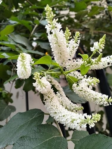NGỌC THỤY NHÀ ĐẸP DÂN XÂY.CHỦ THIỆN CHÍ BÁN. OTO . PHỐ CỔ . GIÁ HƠN 8 