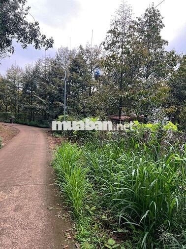 2000m2 sầu riêng đường nhân nghĩa xuân đông xã cẩm mỹ
