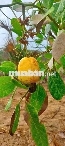 CHÍNH CHỦ BÁN 2 LÔ ĐẤT Tại QLA, Xã Tân Phúc, Huyện Hàm Tân, Bình Thuận