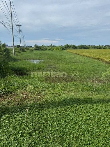 Bán 4.100 m2 đất mặt tiền TL 872B, Gò Công Tây, Tiền Giang, 5,5 tỷ TL
