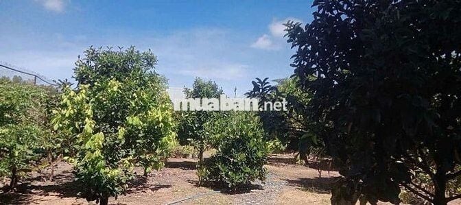 Chủ định cư nước ngoài cần bán gấp