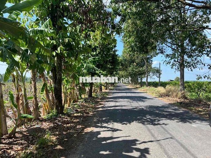Đất Tây Ninh huyện Tân Châu nhựa 8m 100x106. còn TL Chủ