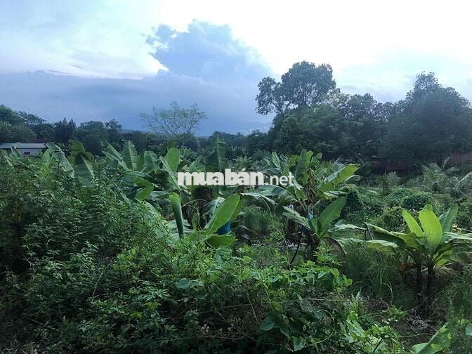 Bán 4888m Đất Mặt Tiền Kinh Doanh