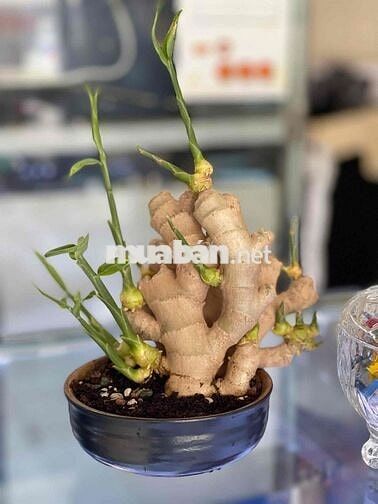 🍀 Giá sốc! B.ÁN NHANH lô đất đường Trần Huấn, Cẩm Lệ, Đà Nẵng.