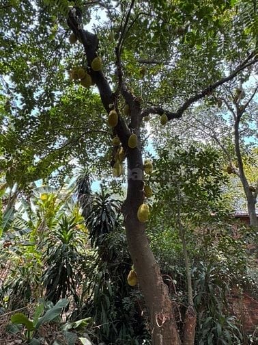 BÁN NHÀ MẶT TIỀN KINH DOANH ĐƯỜNG NGUYỄN VĂN TĂNG.